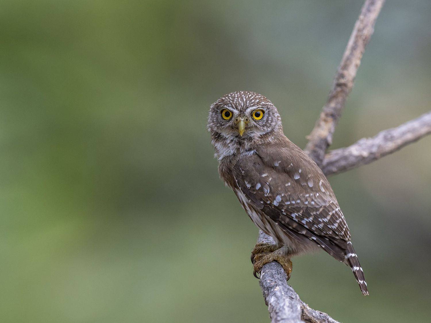 , Burgalin Sequeira Fernando