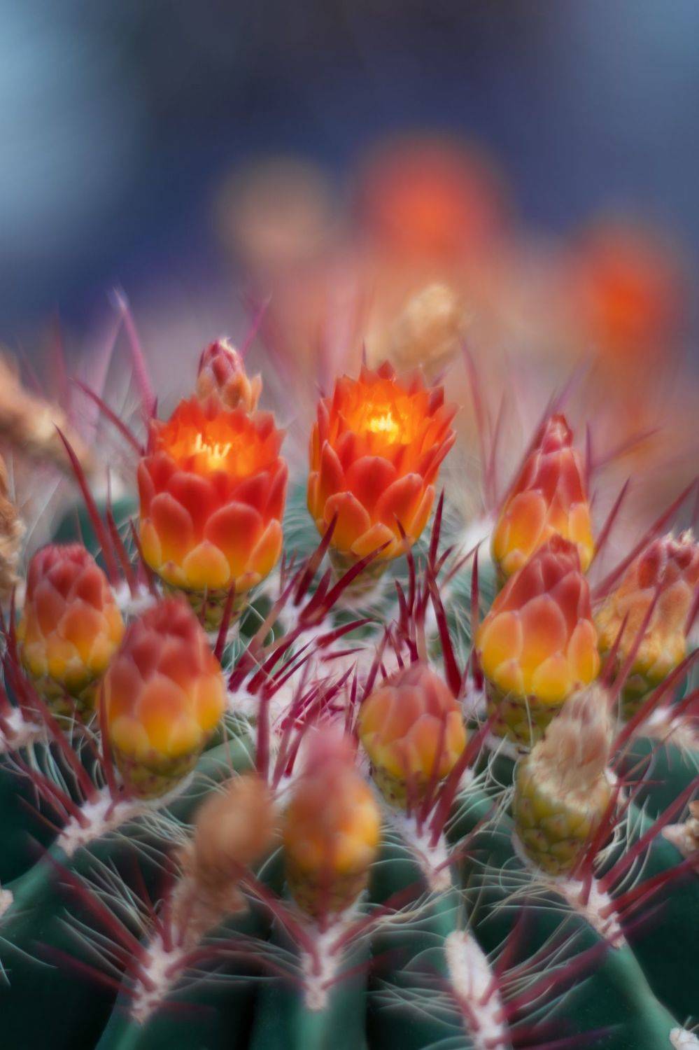 flowers,yellow,green,cactus,bokeh,nature,light,orange,blue, Борислав Алексиев