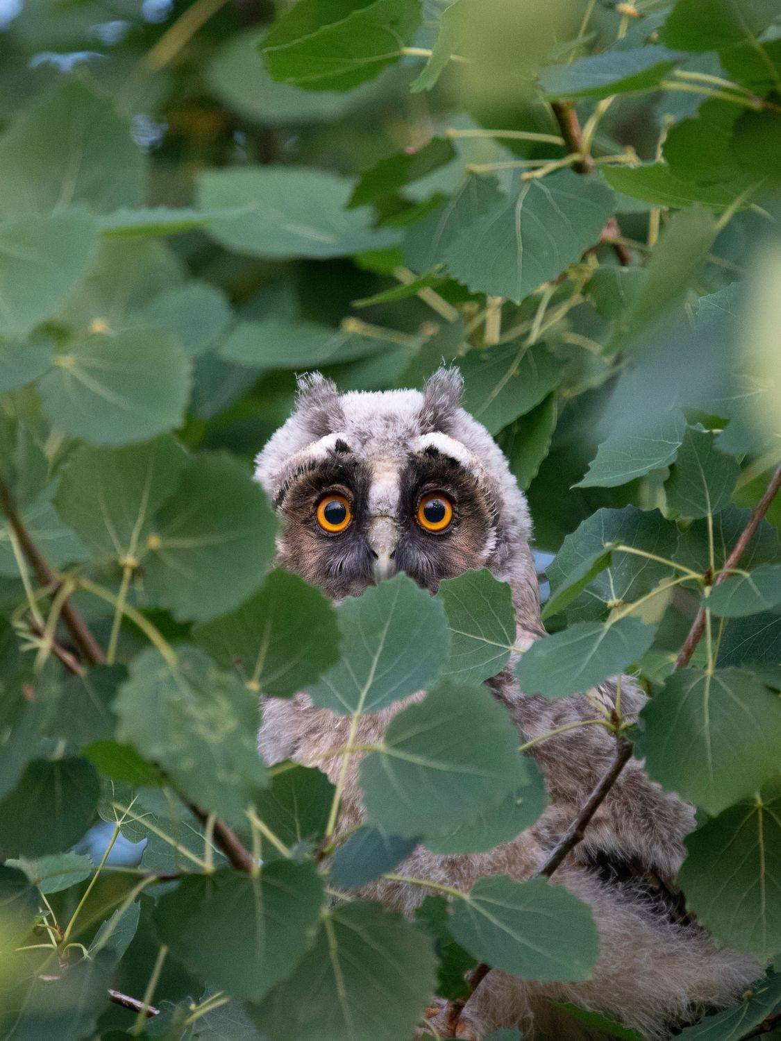 , Калиногорский Юрий