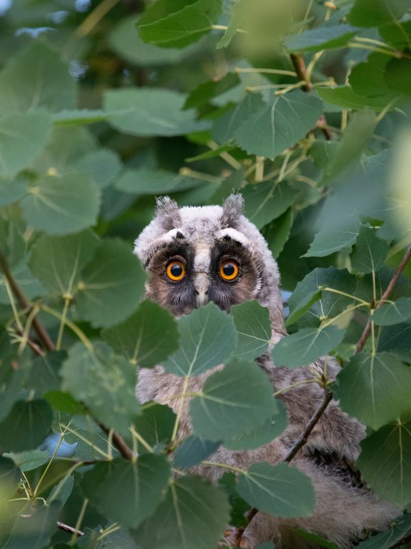 Шпион фото превью