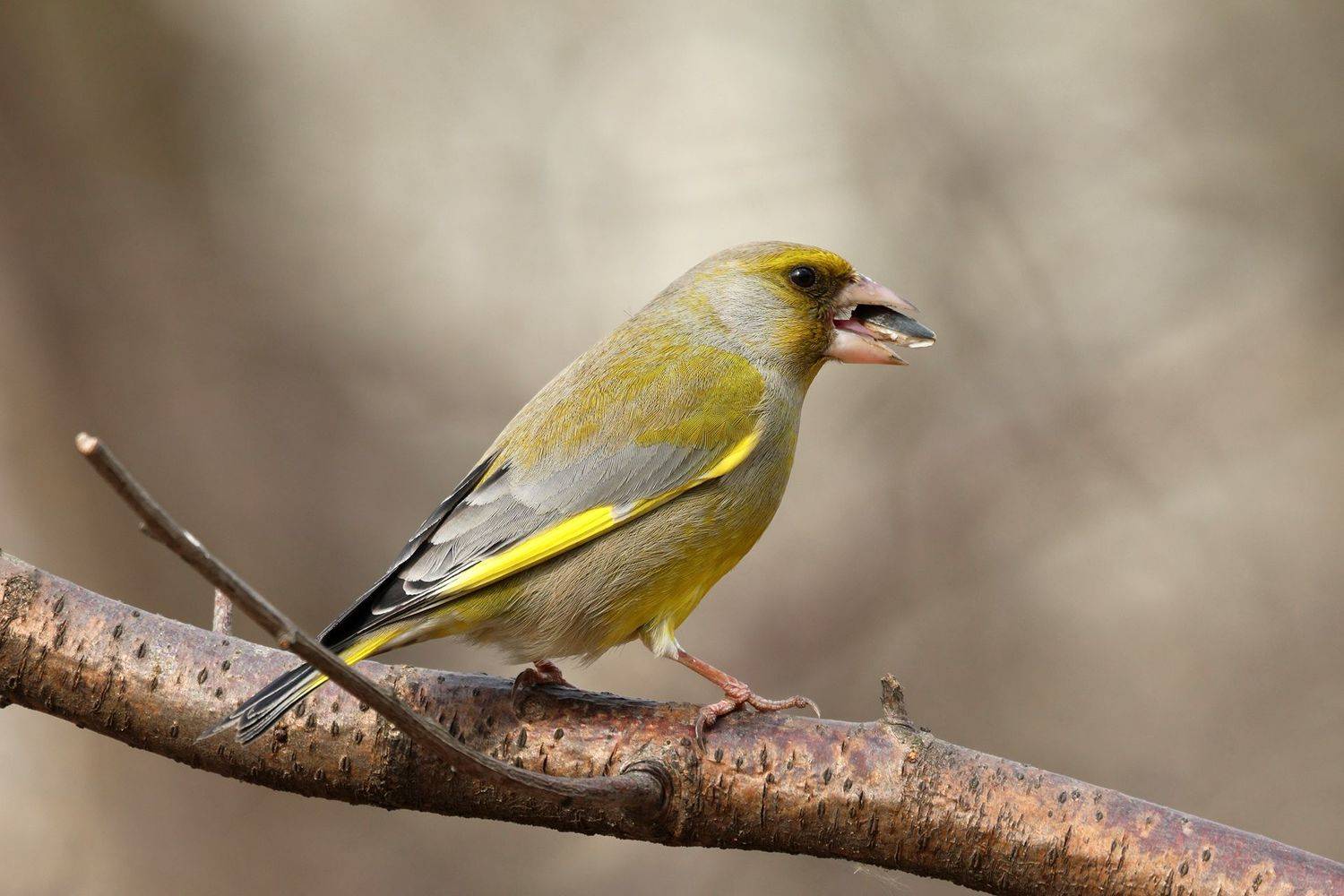 , Виктор Волынский