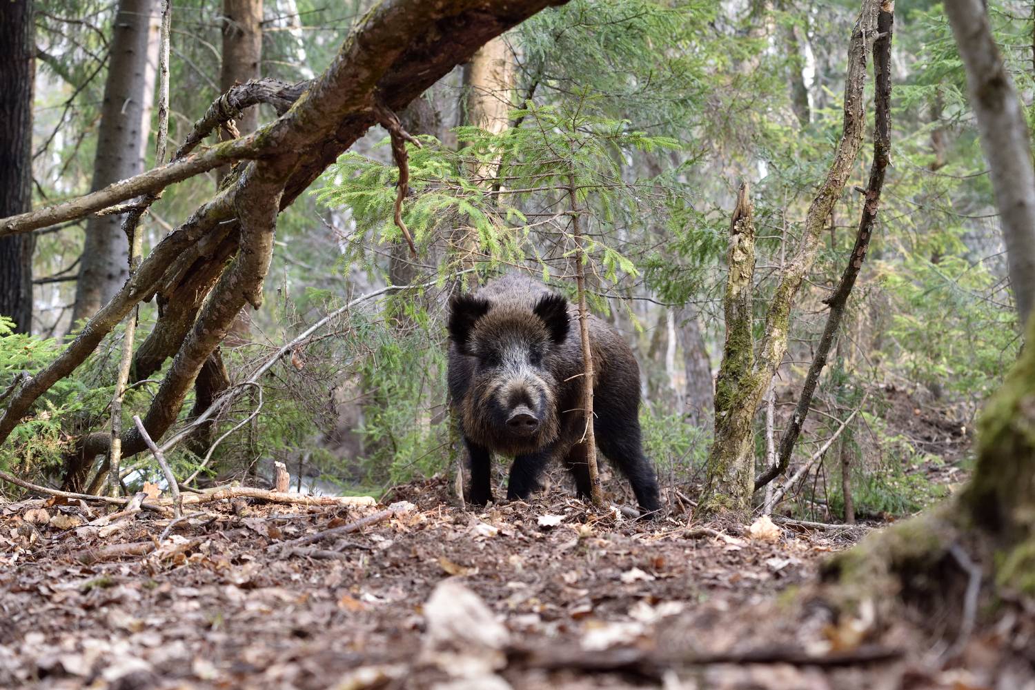 лес,животные,кабаны, Виталий Полуэктов