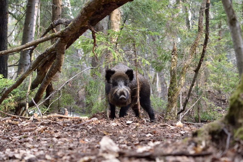 агрессивная особа фото превью