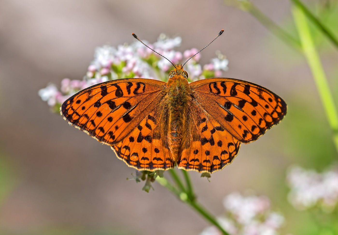насекомые, бабочка, нимфалида, перламутровка, лето, Борис Новиков
