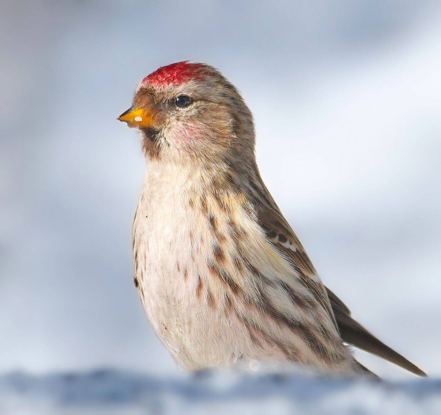 птицы России, птицы Москвы, фотоохота, наблюдение за птицами, птица, птицы, орнитология, nikon, birding, birdwatching, bird freak, Никон Александр