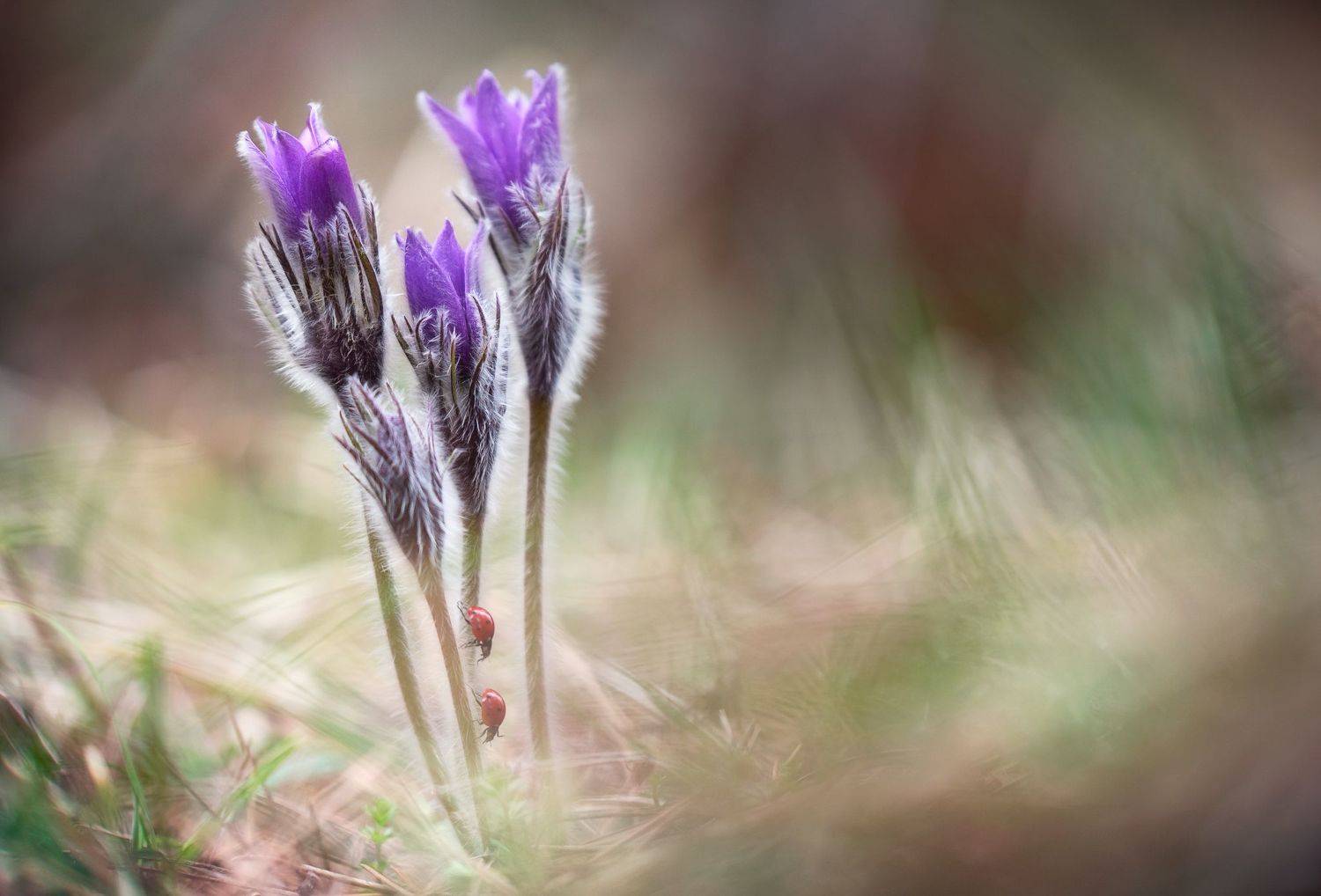 , Mariyana Atanasova - Lucero
