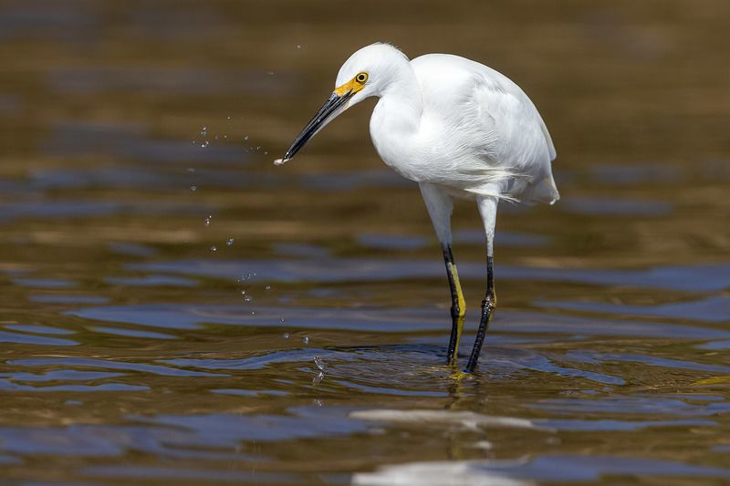 птицы, уругвай Капелька фото превью