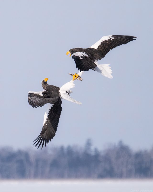 Hokkaido Japan