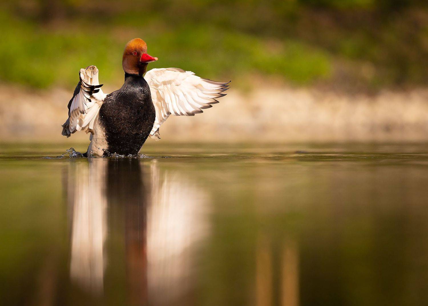 , Adamec Robert
