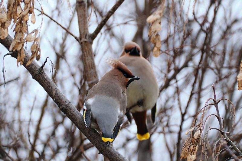 Свиристели, птицы Свиристели фото превью