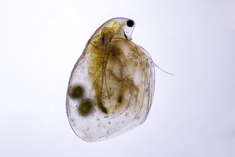 Simocephalus фото превью