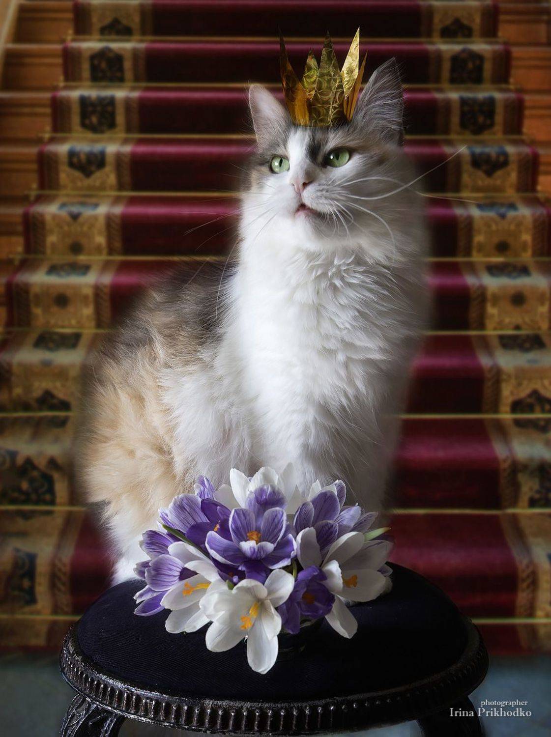 постановочное фото, портрет, кошка, домашние питомцы, Приходько Ирина