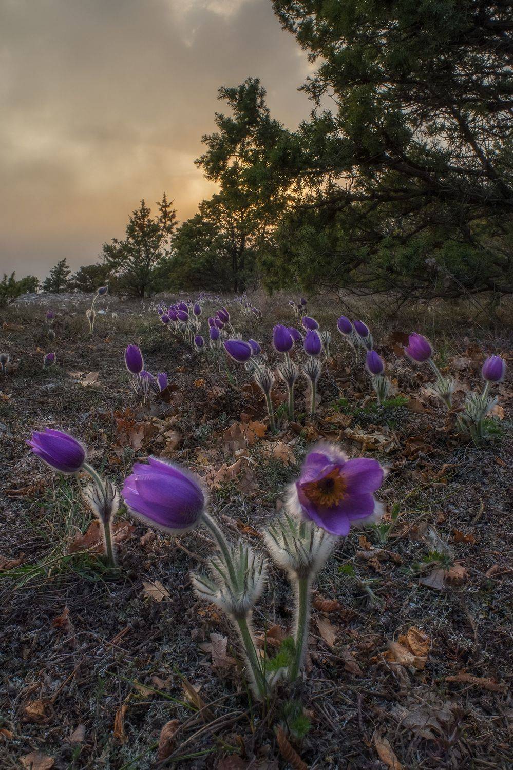крым, весна, цветы, сон-трава, пейзаж, природа, прострел, прострел крымский, терновка, севастополь, челтер-мармара, челтер, Дмитренко Екатерина