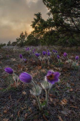 Фиолетовые сны