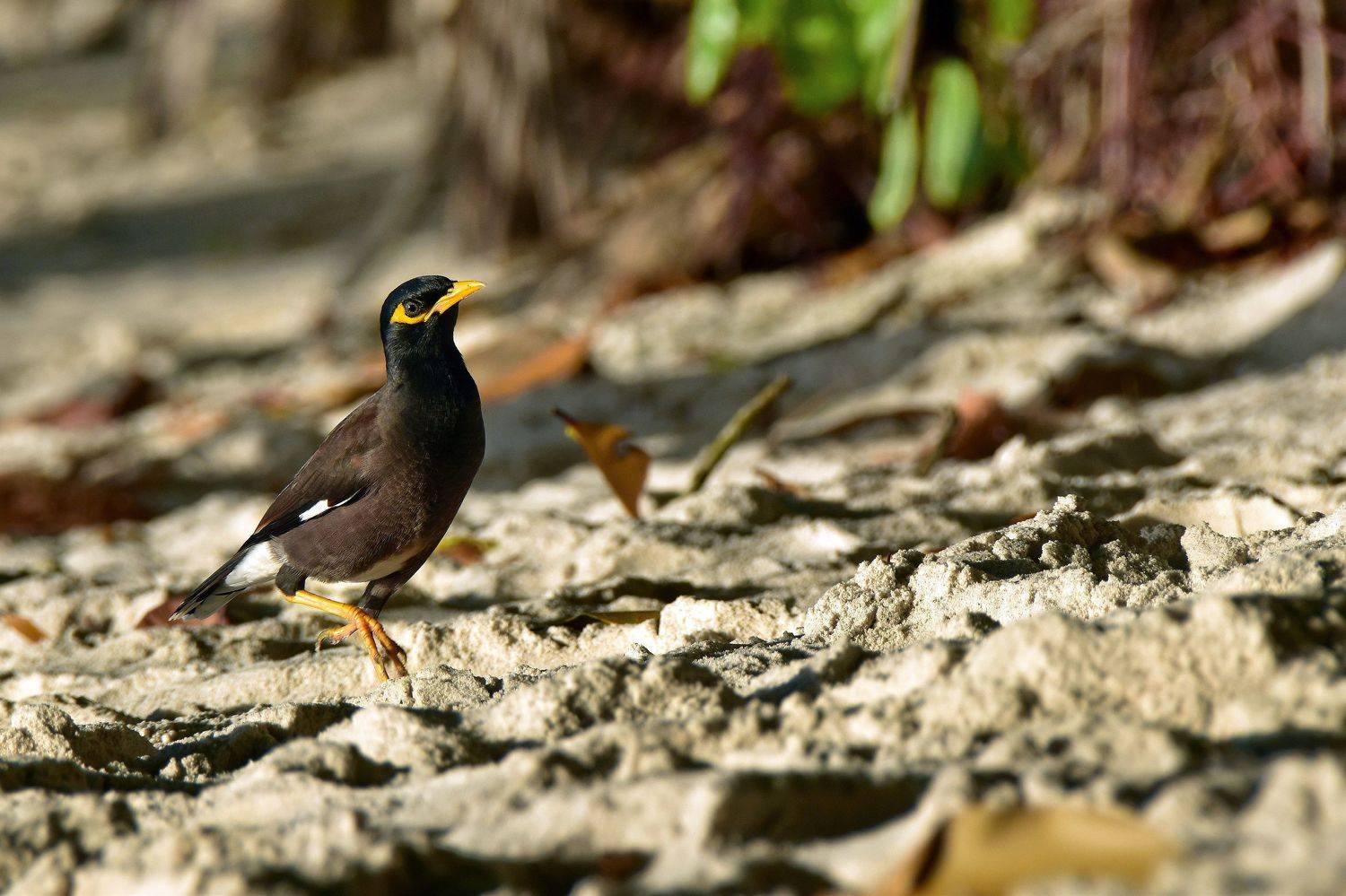 животные, птицы, Наталия Щербина