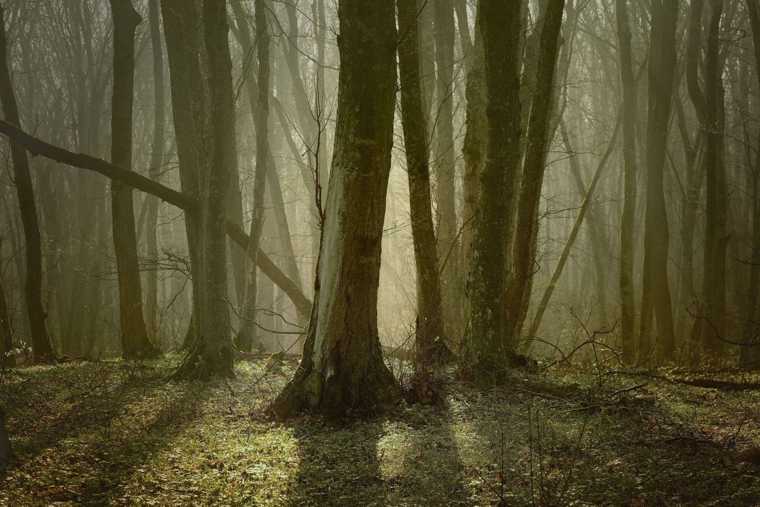 весна туман лес утро, Александр Жарников