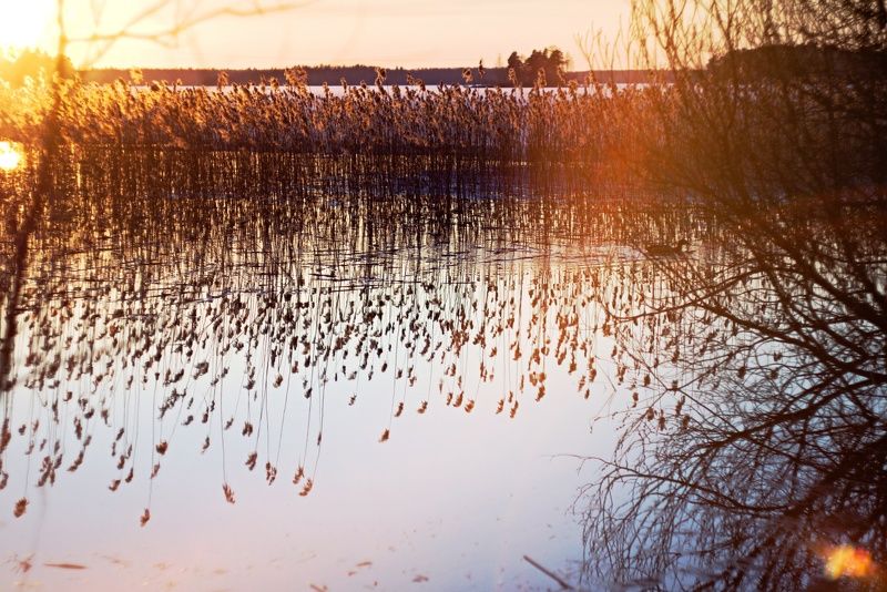 Камыш весенний. Скоро сойдет лед на реке Вуокса. фото превью