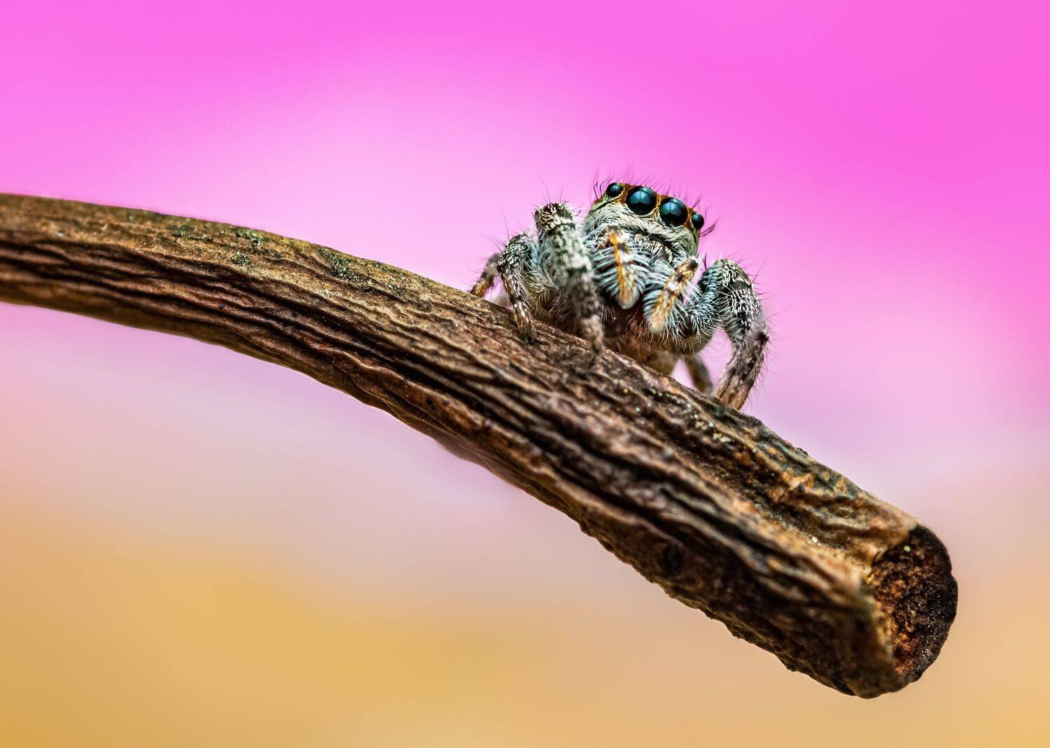 spider, animal, wild, insect, arachnid, leaf, macro,, Atul Saluja