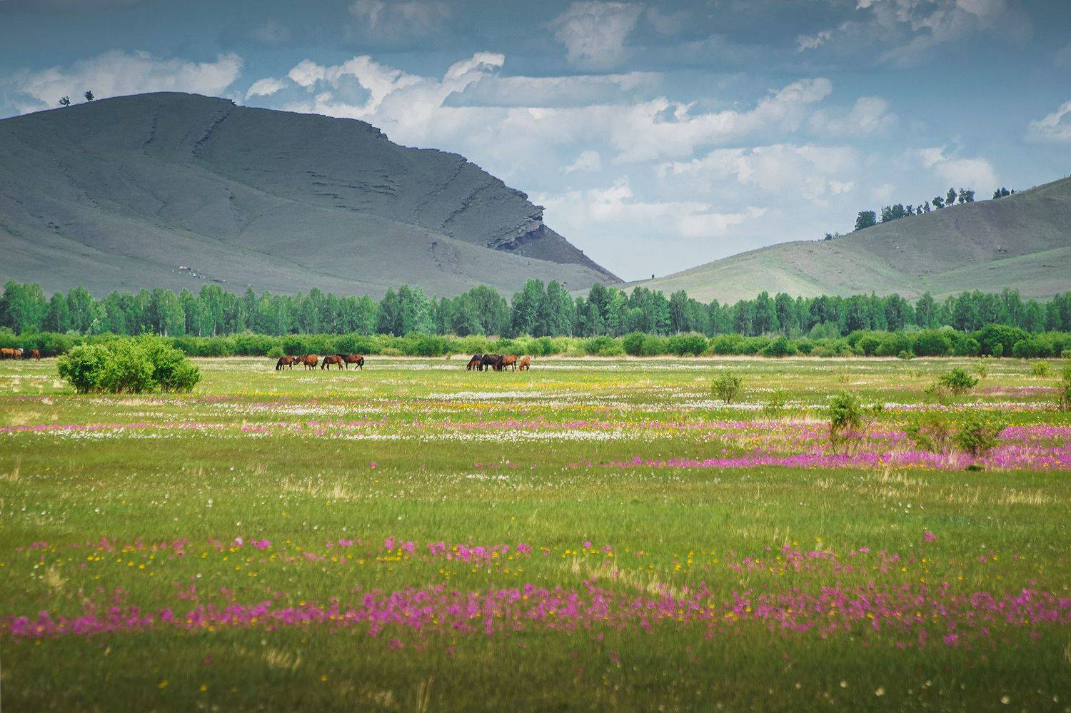 хакасия, пейзаж, весна, степь, Юлия Горбачёва
