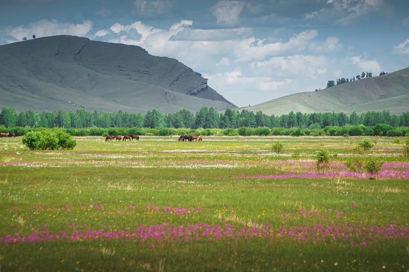 хакасия, пейзаж, весна, степь Цветущая степь фото превью