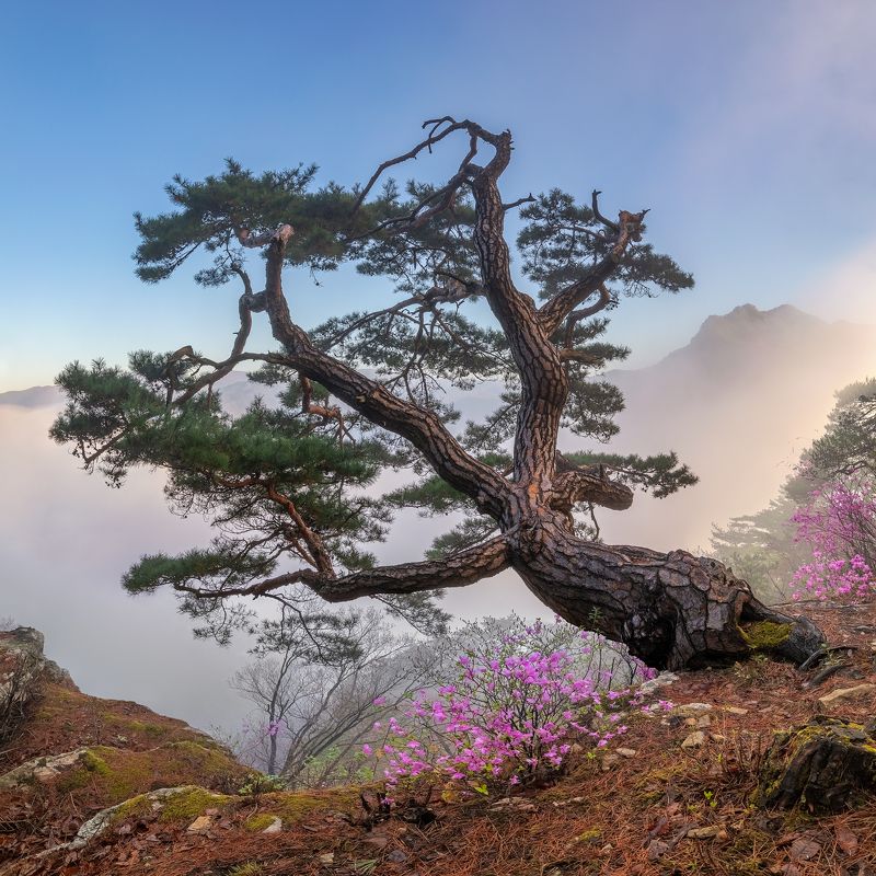 Spring, octopus tree фото превью