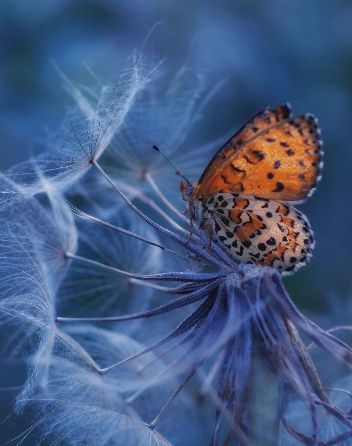 , Герчев Николай