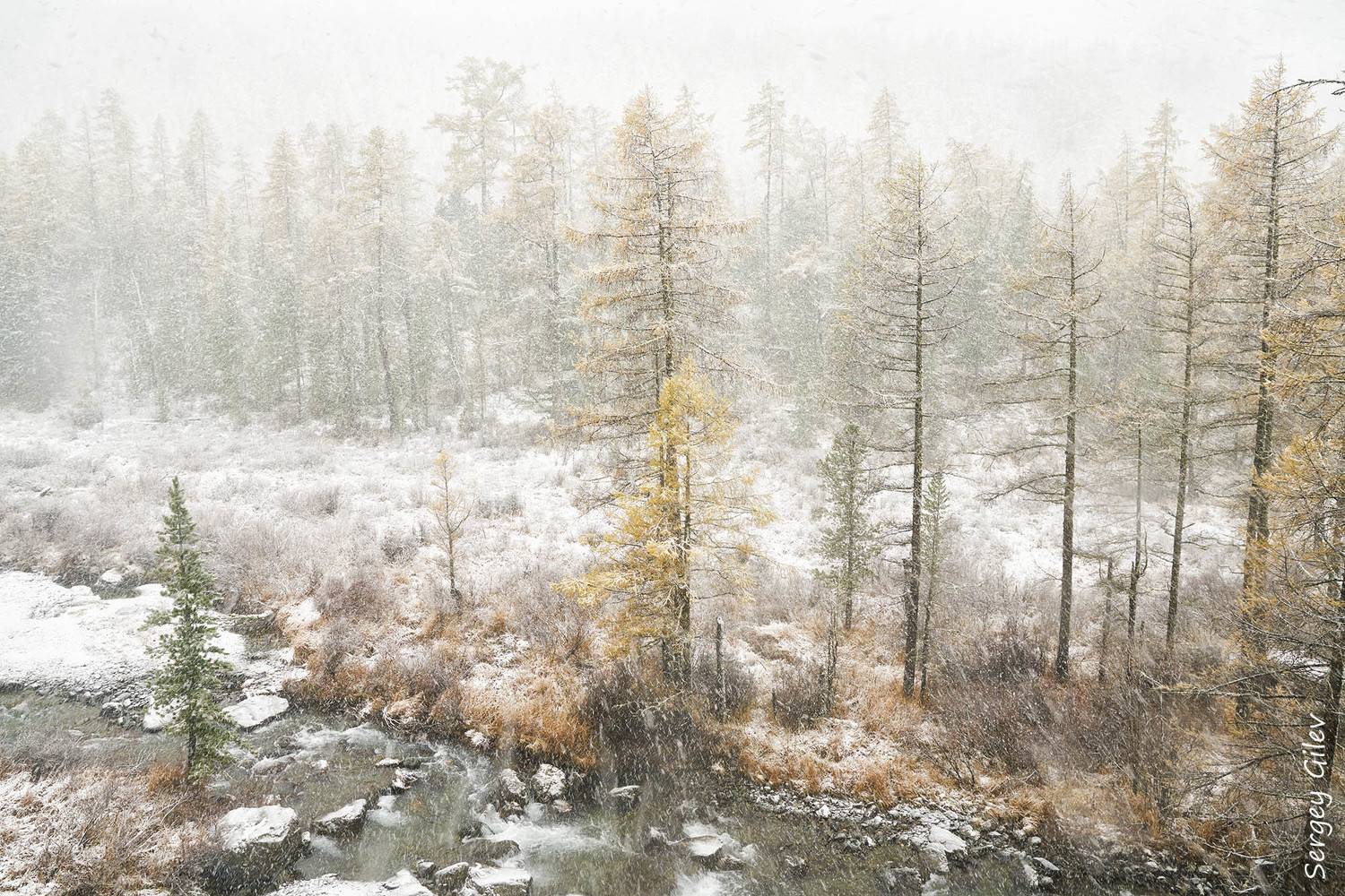 алтай, куйгук, осень, Сергей Гилев