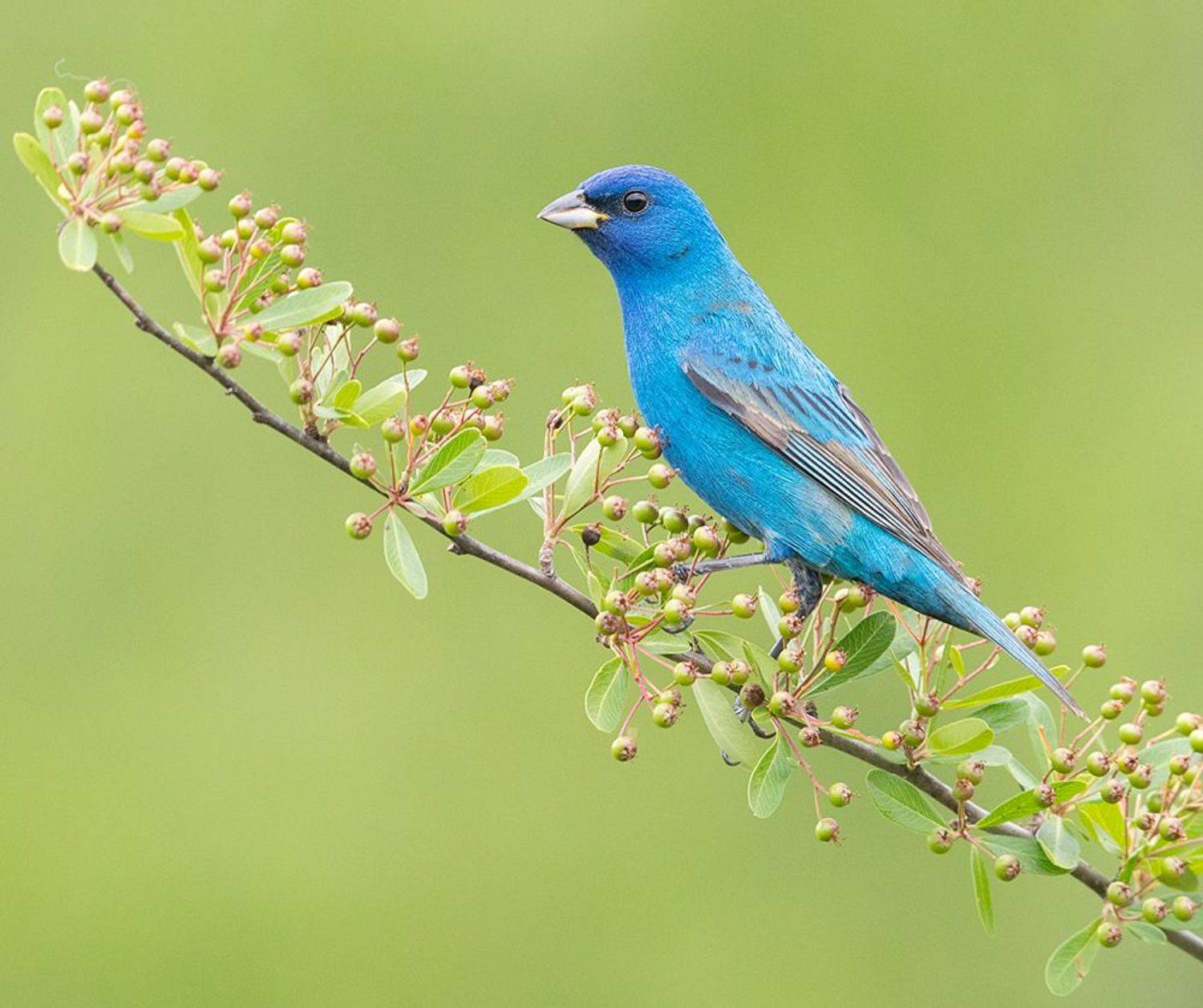 индиговый овсянковый кардинал,indigo bunting, кардинал, весна, Etkind Elizabeth