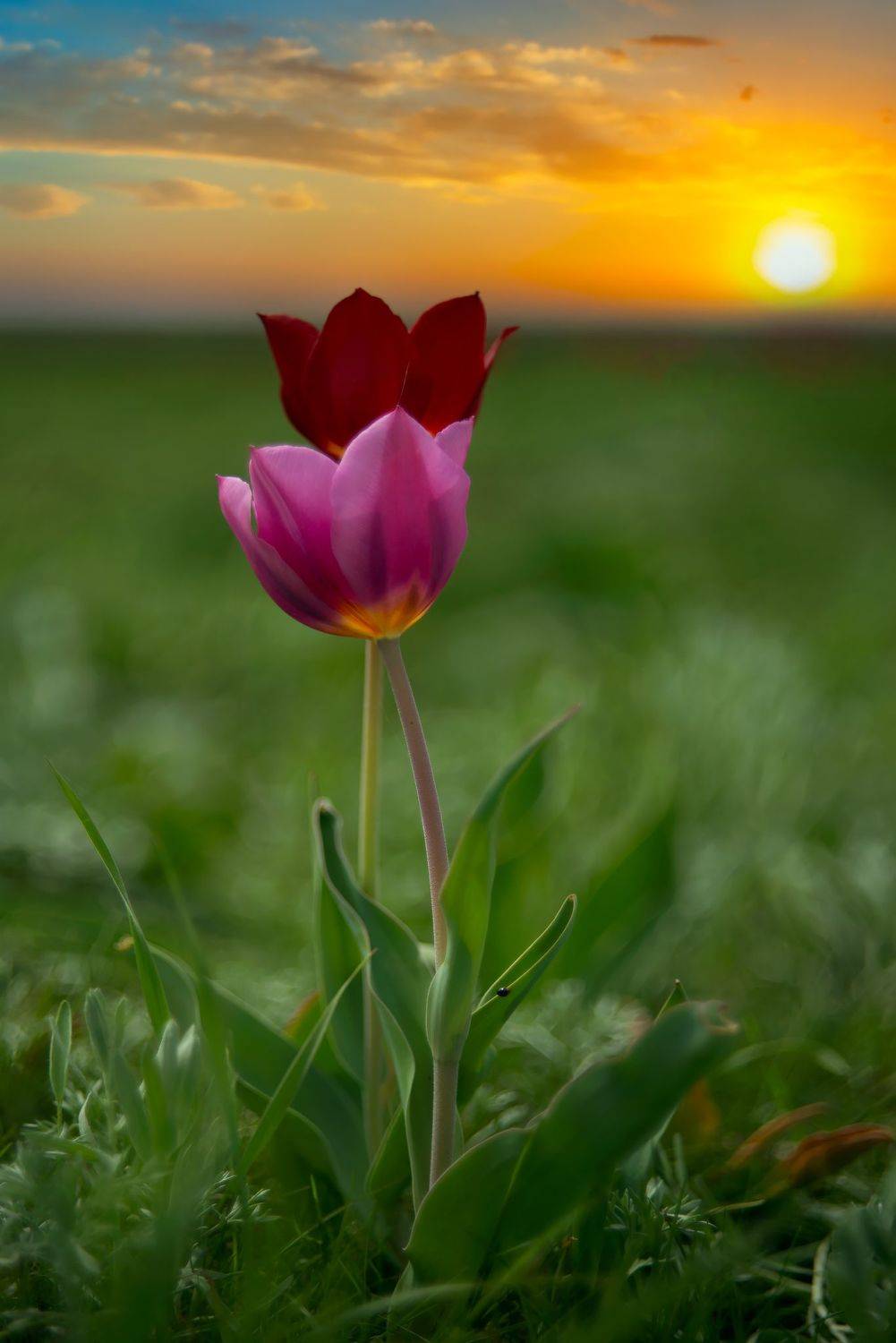 тюльпаны,закат,макро,калмыкия, Елена Брежицкая