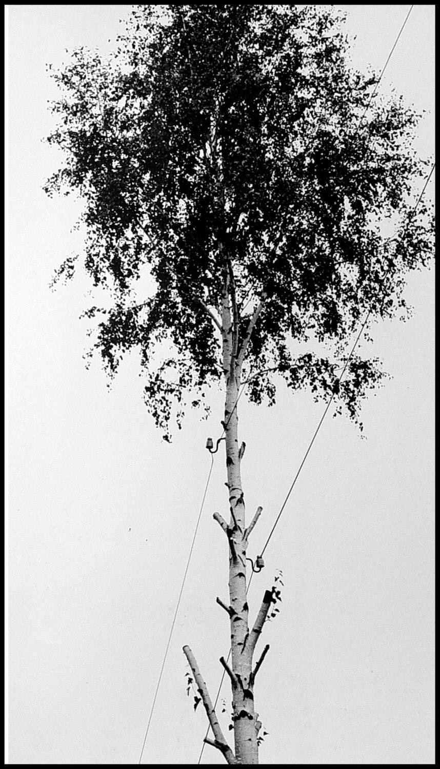 , Меднов Влад