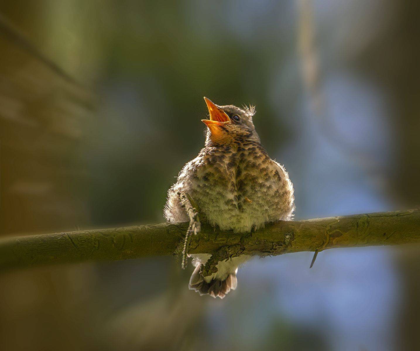 Птенец, весна, Сергей Аникин