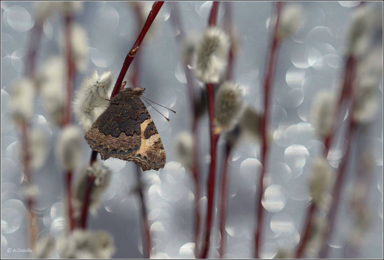 верба,бабочка, Александр Чувилин