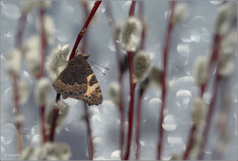 верба,бабочка Верба цветёт фото превью