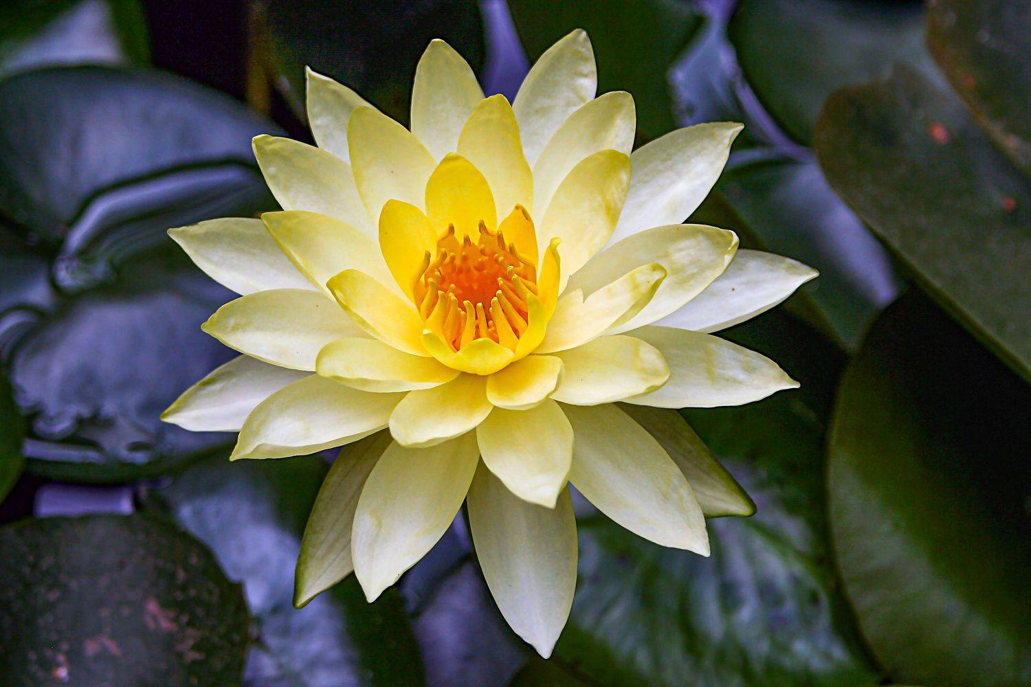 , Вадим Городницкий