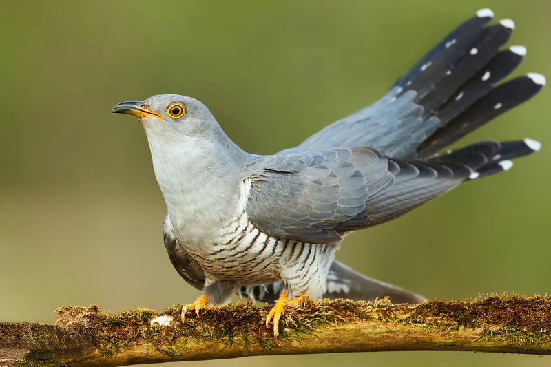 Обыкновенная кукушка фото превью