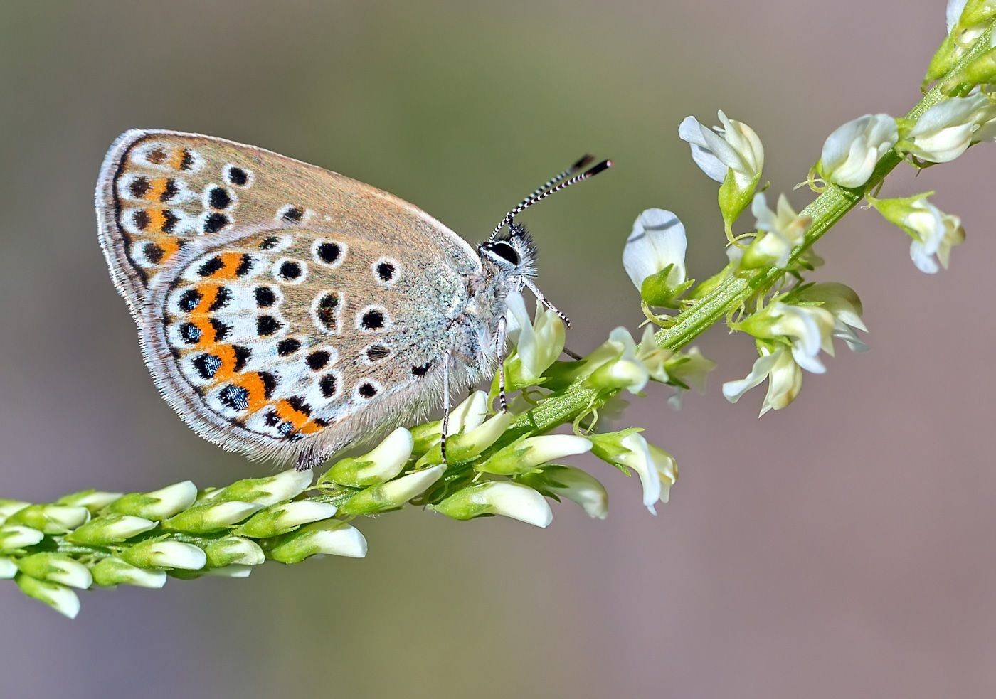 насекомые, бабочка, голубянка, аргус, лето, Борис Новиков