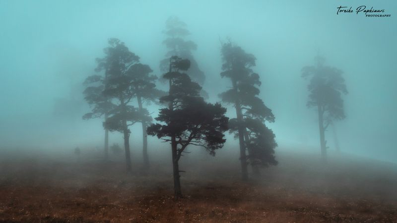 landscape, georgia, tree, mist, fog Туман фото превью