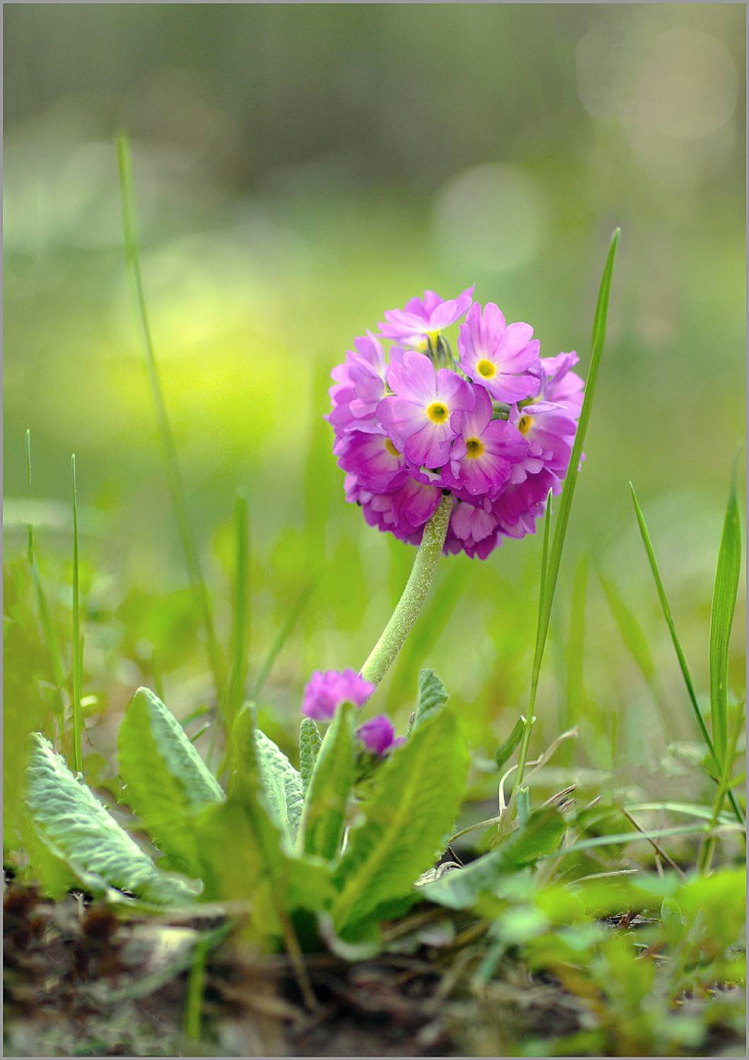 , Ольга Заболотская