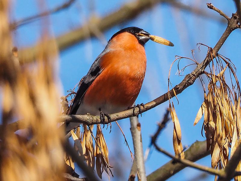 райские кущи снегиря фото превью