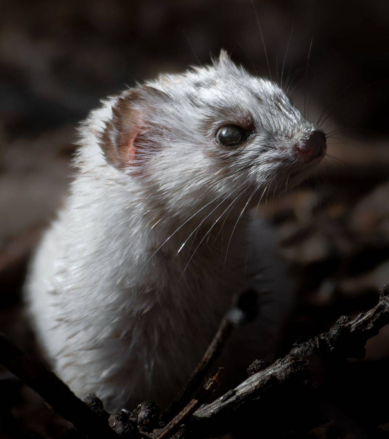 Ласка, фотоохота, Лосиный остров, москва, природа, зверь, фото наблюдения, анималистика, Никон Александр