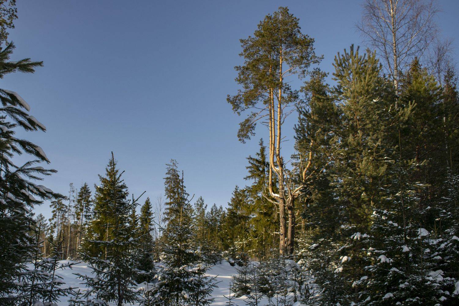 , Галина Луценко