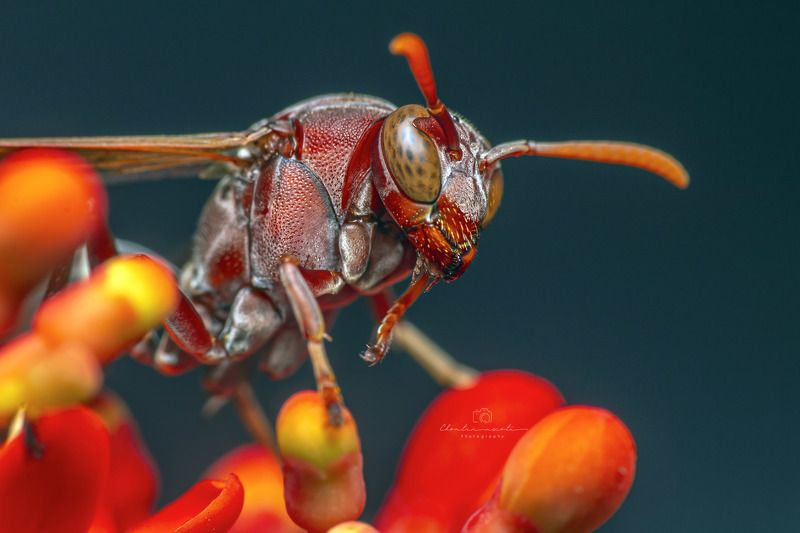 wasp, small, animal, insect, focus, red, macro, wings, nature, natural, beauty, beautiful Wasp on the Jatropha podagrica фото превью