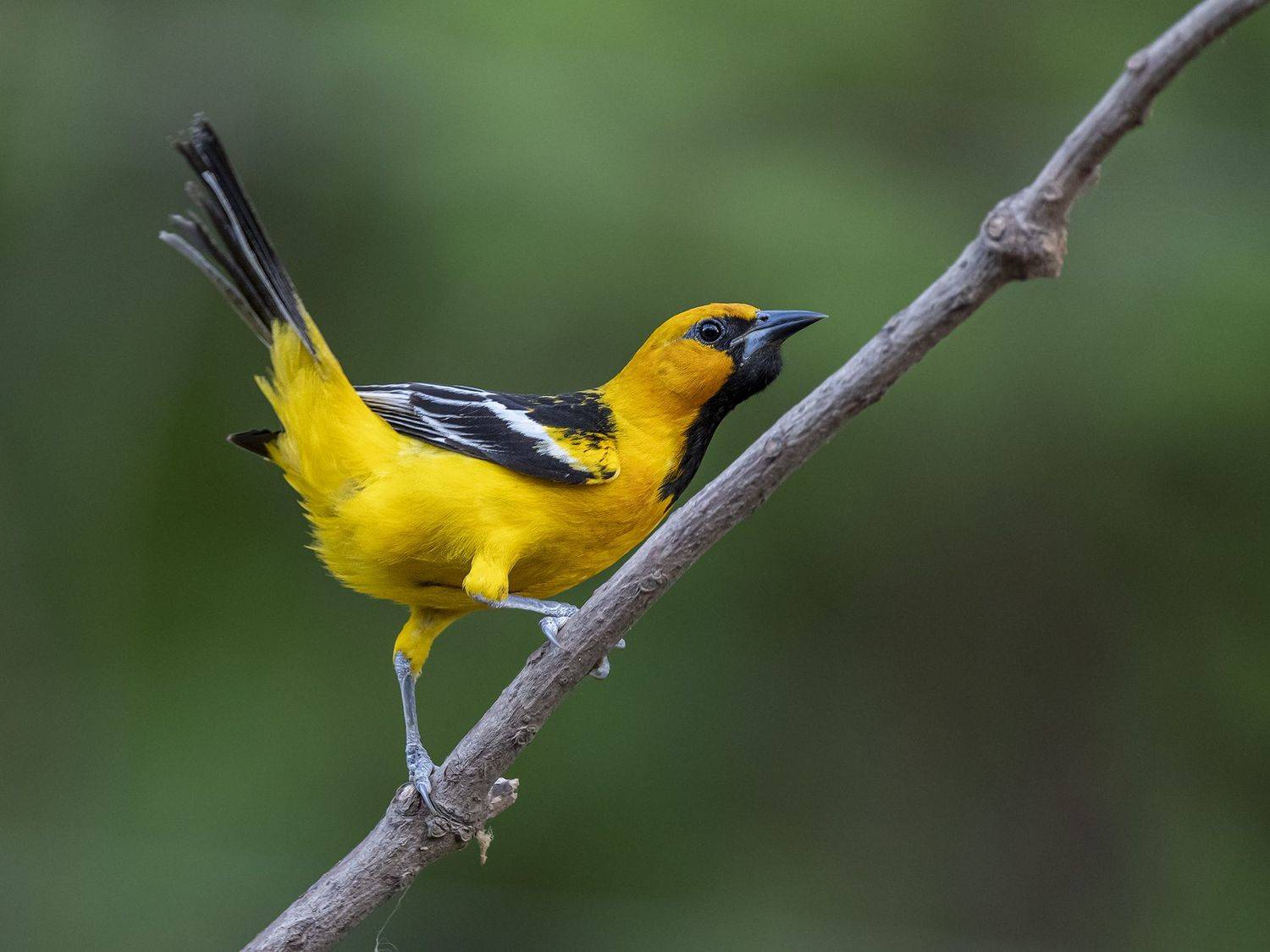 , Burgalin Sequeira Fernando