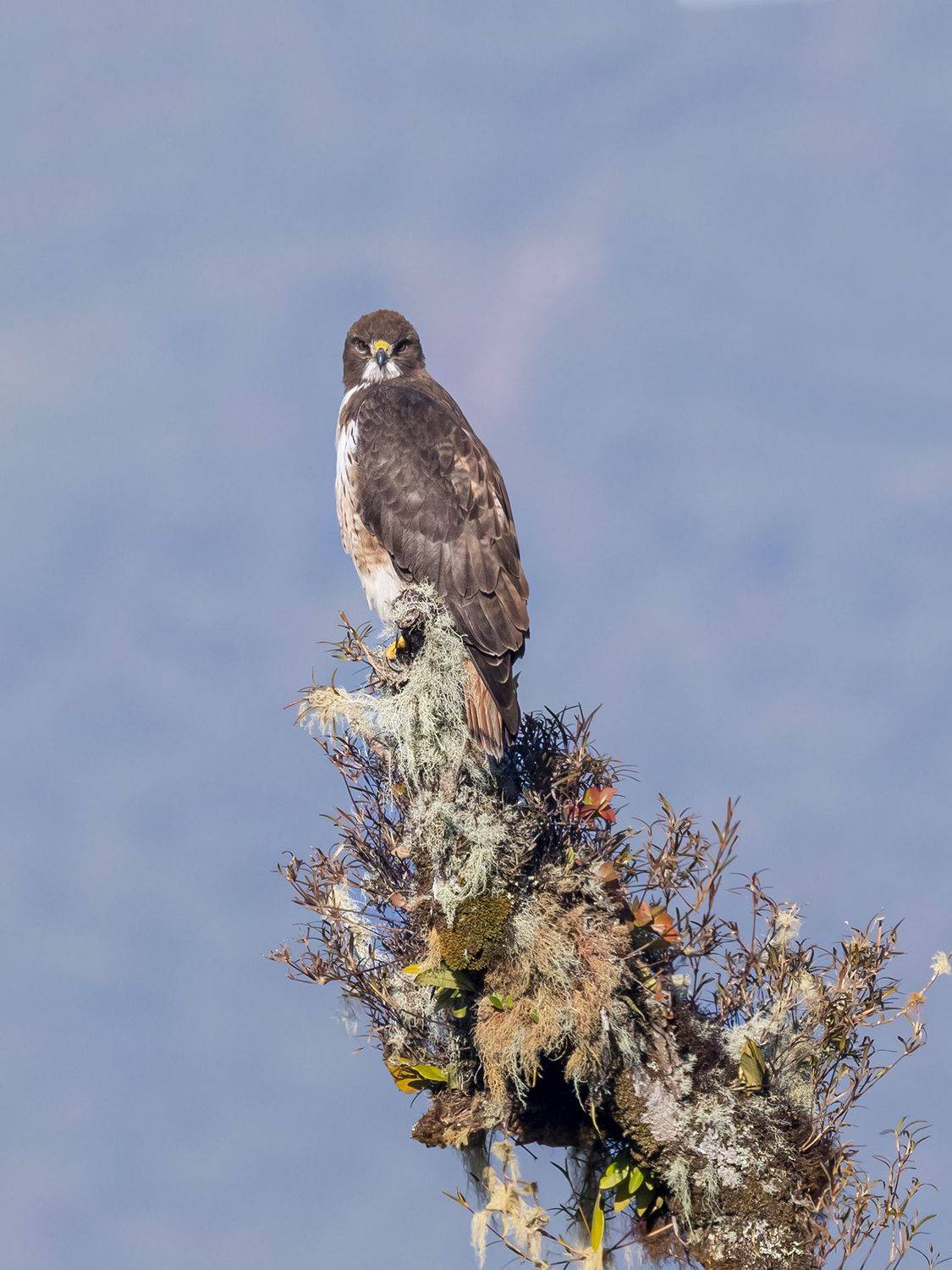 , Burgalin Sequeira Fernando