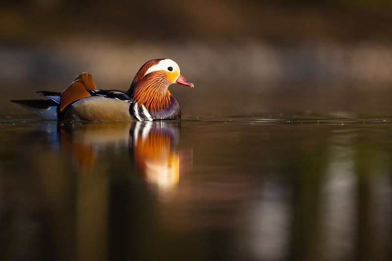 Mandarin duck фото превью