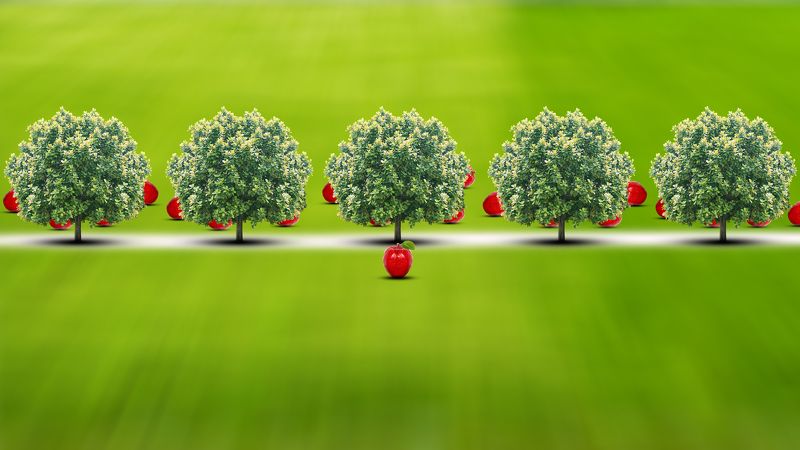 Apple Garden фото превью