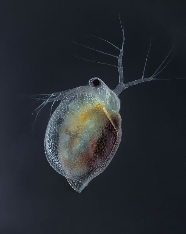 Ceriodaphnia фото превью