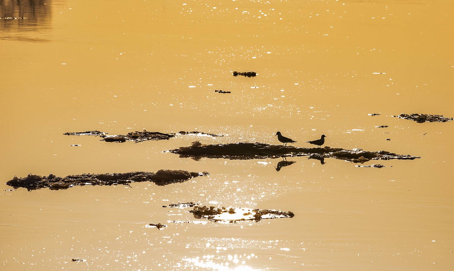 , Александр Широких