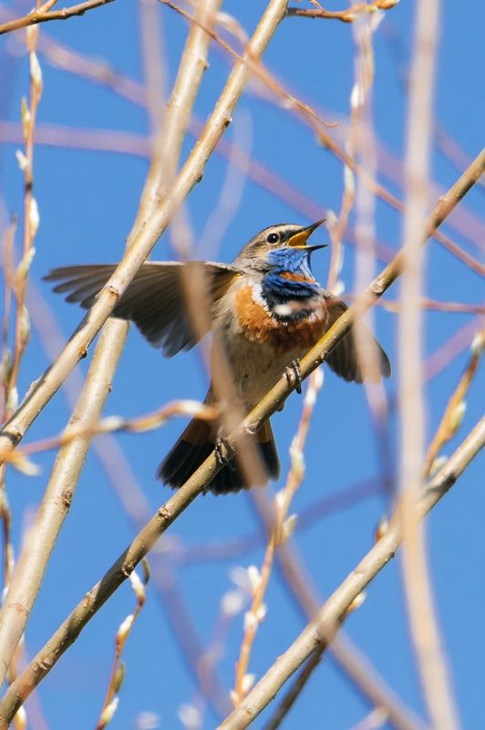 Варакушка поет песни весне фото превью