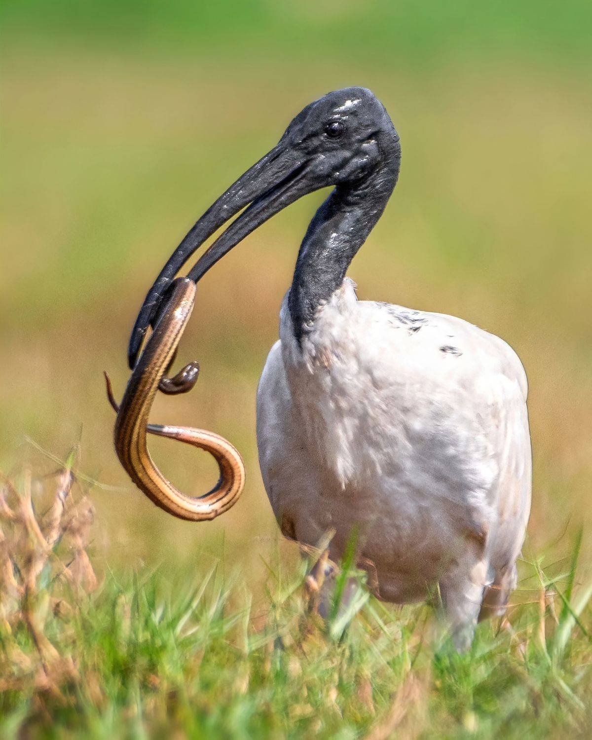 Birds, wildlife, photography, Indian wildlife, predator, Madhurya Mozumder